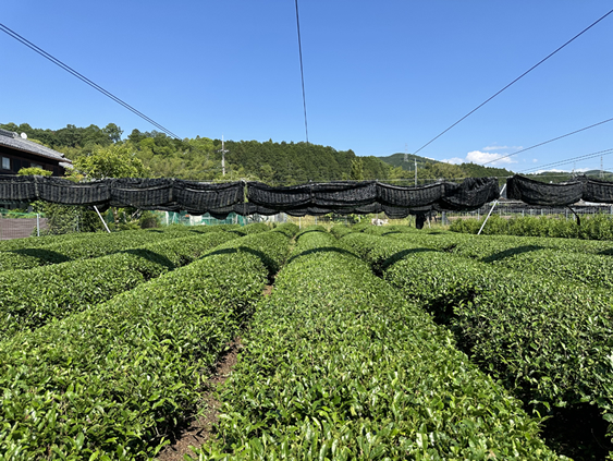 茶畑から茶室まで